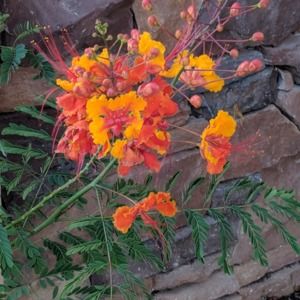 Meet your Posher, Ginger